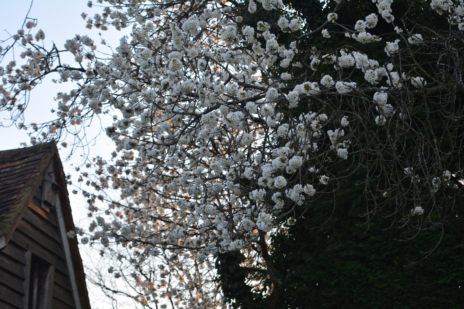 A tree in blossom